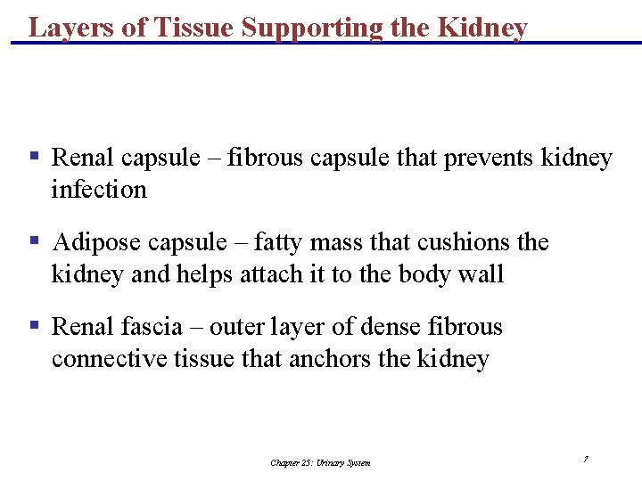 Layers of Tissue Supporting the Kidney § Renal capsule – fibrous capsule that prevents