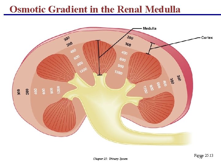 Osmotic Gradient in the Renal Medulla Chapter 25: Urinary System Figure 25. 13 70