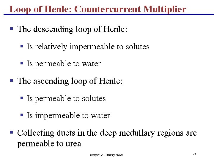 Loop of Henle: Countercurrent Multiplier § The descending loop of Henle: § Is relatively