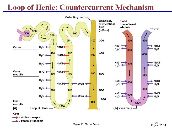 Loop of Henle: Countercurrent Mechanism Chapter 25: Urinary System 73 Figure 25. 14 