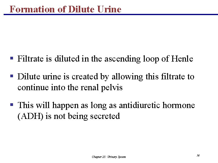 Formation of Dilute Urine § Filtrate is diluted in the ascending loop of Henle