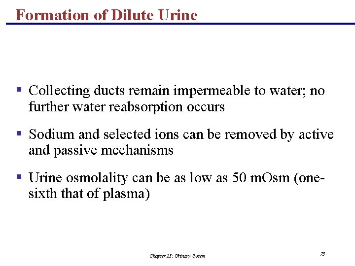 Formation of Dilute Urine § Collecting ducts remain impermeable to water; no further water