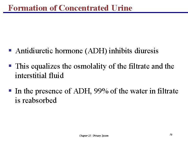 Formation of Concentrated Urine § Antidiuretic hormone (ADH) inhibits diuresis § This equalizes the