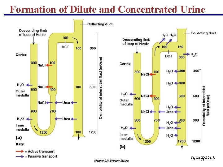 Formation of Dilute and Concentrated Urine Chapter 25: Urinary System Figure 78 25. 15