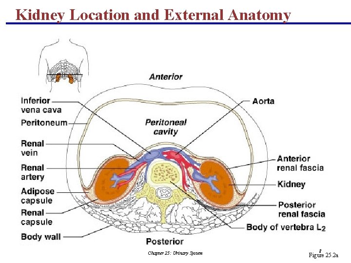 Kidney Location and External Anatomy Chapter 25: Urinary System 8 Figure 25. 2 a