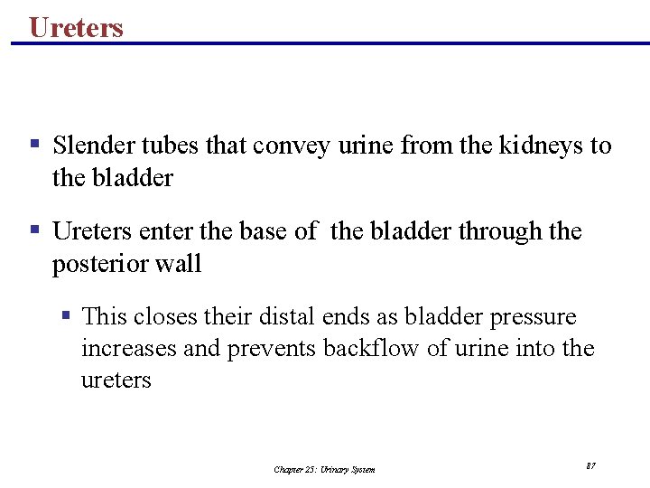 Ureters § Slender tubes that convey urine from the kidneys to the bladder §