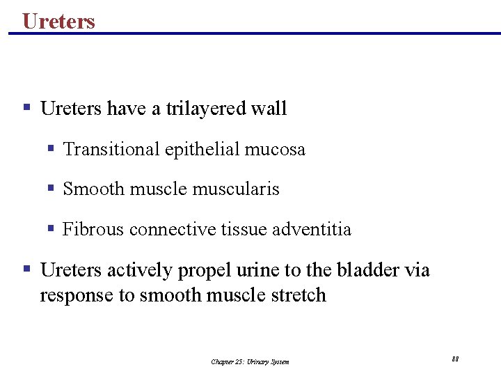 Ureters § Ureters have a trilayered wall § Transitional epithelial mucosa § Smooth muscle