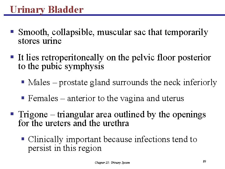 Urinary Bladder § Smooth, collapsible, muscular sac that temporarily stores urine § It lies