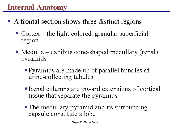 Internal Anatomy § A frontal section shows three distinct regions § Cortex – the