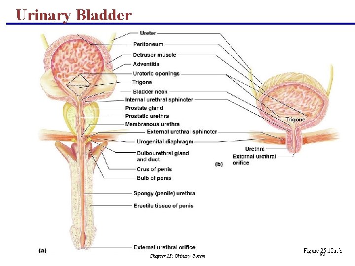 Urinary Bladder Chapter 25: Urinary System Figure 91 25. 18 a, b 