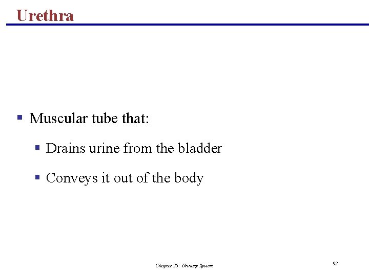 Urethra § Muscular tube that: § Drains urine from the bladder § Conveys it