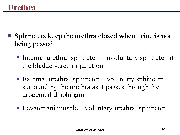 Urethra § Sphincters keep the urethra closed when urine is not being passed §
