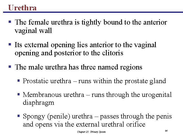Urethra § The female urethra is tightly bound to the anterior vaginal wall §