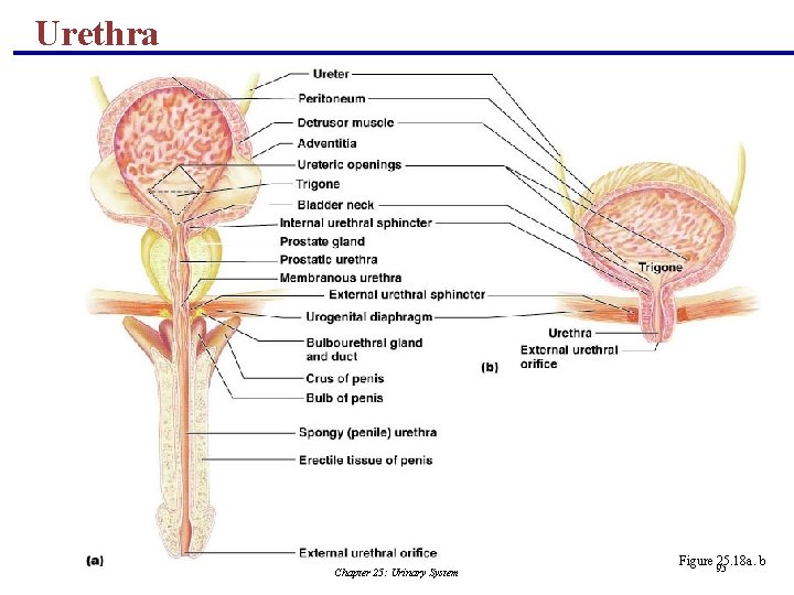 Urethra Chapter 25: Urinary System Figure 95 25. 18 a. b 