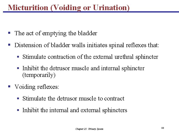 Micturition (Voiding or Urination) § The act of emptying the bladder § Distension of