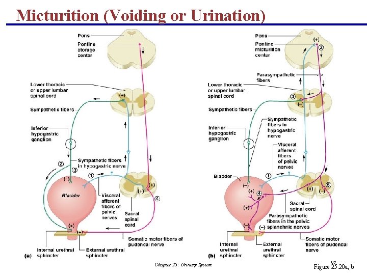 Micturition (Voiding or Urination) Chapter 25: Urinary System 97 Figure 25. 20 a, b