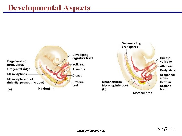 Developmental Aspects Chapter 25: Urinary System Figure 99 25. 21 a, b 