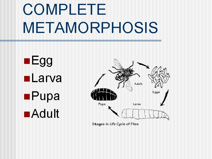 COMPLETE METAMORPHOSIS n Egg n Larva n Pupa n Adult 