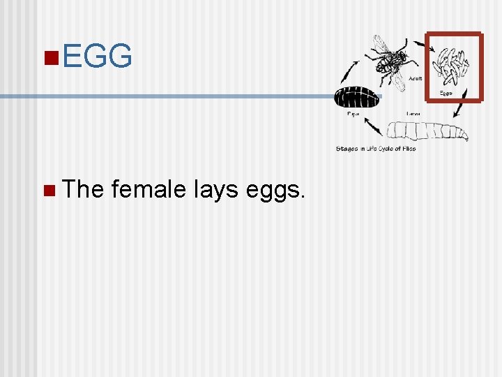 n. EGG n The female lays eggs. 