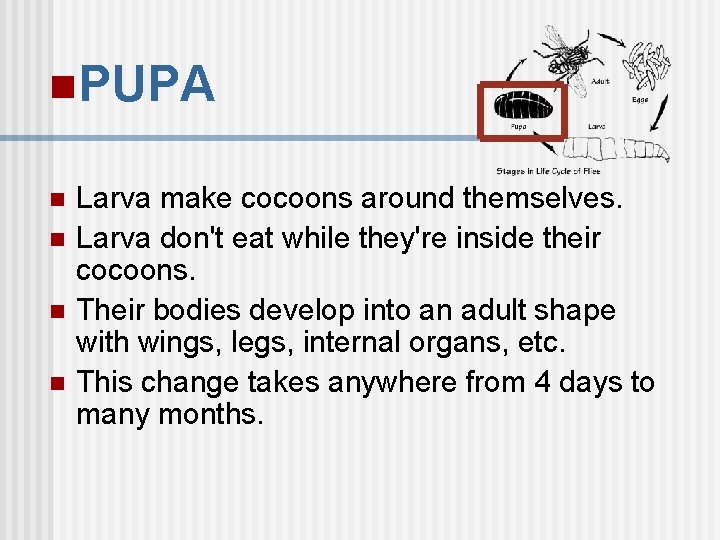 n. PUPA n n Larva make cocoons around themselves. Larva don't eat while they're