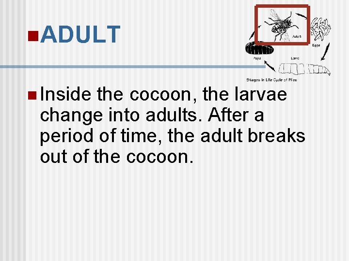 n. ADULT n Inside the cocoon, the larvae change into adults. After a period