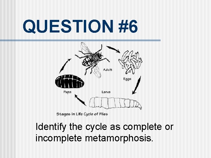 QUESTION #6 Identify the cycle as complete or incomplete metamorphosis. 
