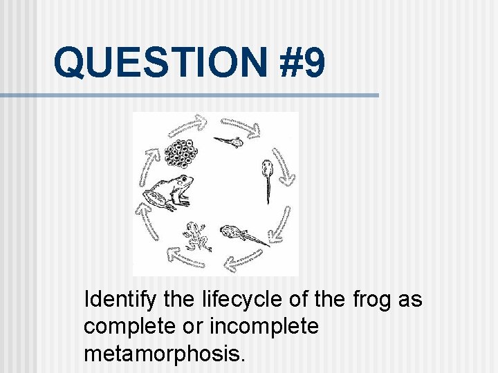 QUESTION #9 Identify the lifecycle of the frog as complete or incomplete metamorphosis. 