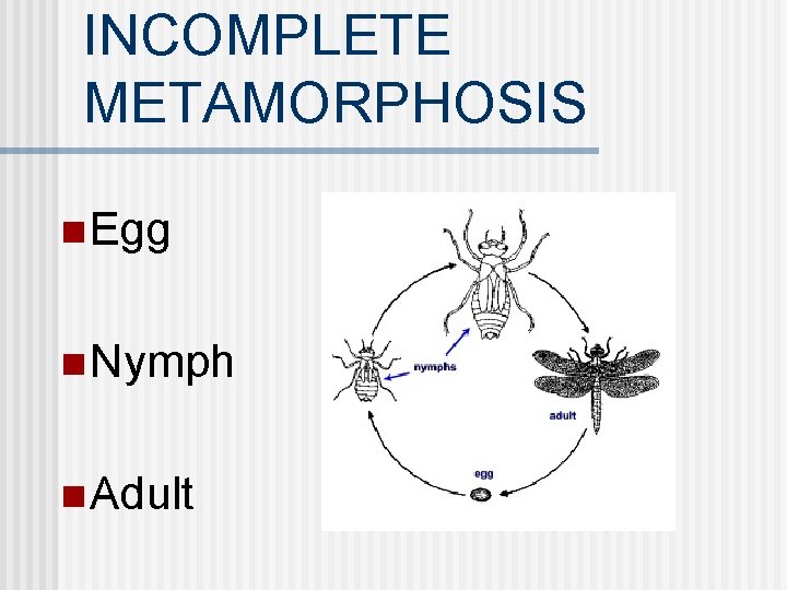 INCOMPLETE METAMORPHOSIS n Egg n Nymph n Adult 