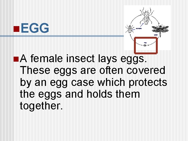 n. EGG n. A female insect lays eggs. These eggs are often covered by