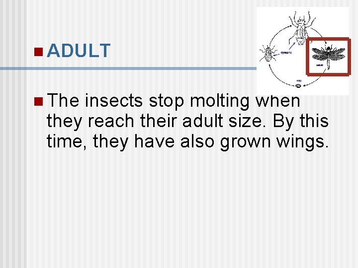 n ADULT n The insects stop molting when they reach their adult size. By