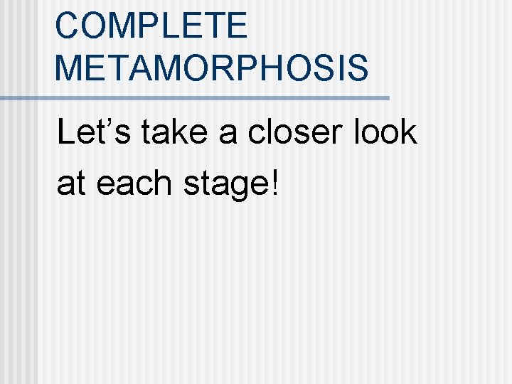 COMPLETE METAMORPHOSIS Let’s take a closer look at each stage! 