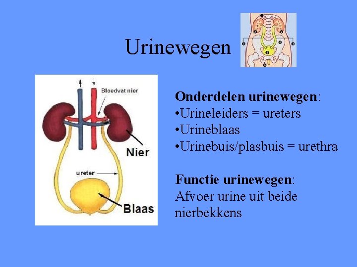 Urinewegen Onderdelen urinewegen: • Urineleiders = ureters • Urineblaas • Urinebuis/plasbuis = urethra Functie