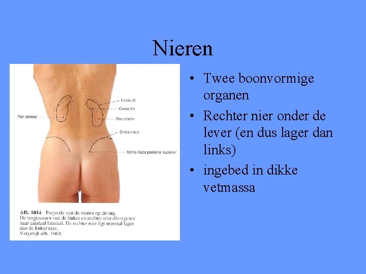 Nieren • Twee boonvormige organen • Rechter nier onder de lever (en dus lager