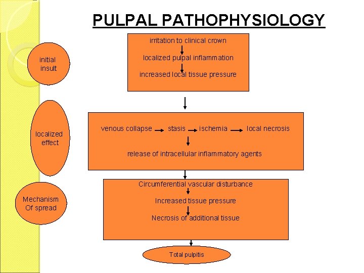 PULPAL PATHOPHYSIOLOGY irritation to clinical crown initial insult localized effect localized pulpal inflammation increased