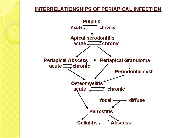 INTERRELATIONSHIPS OF PERIAPICAL INFECTION Pulpitis Acute chronic Apical perodontitis acute chronic Periapical Abscess acute