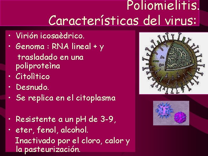 Poliomielitis. Características del virus: • Virión icosaèdrico. • Genoma : RNA lineal + y Poliomielitis. Características del virus: • Virión icosaèdrico. • Genoma : RNA lineal + y