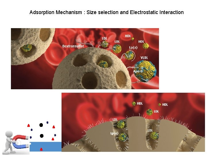 Adsorption Mechanism : Size selection and Electrostatic Interaction www. akronchildrens. org/giving 