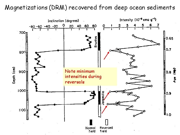 Magnetizations (DRM) recovered from deep ocean sediments Note minimum intensities during reversals 