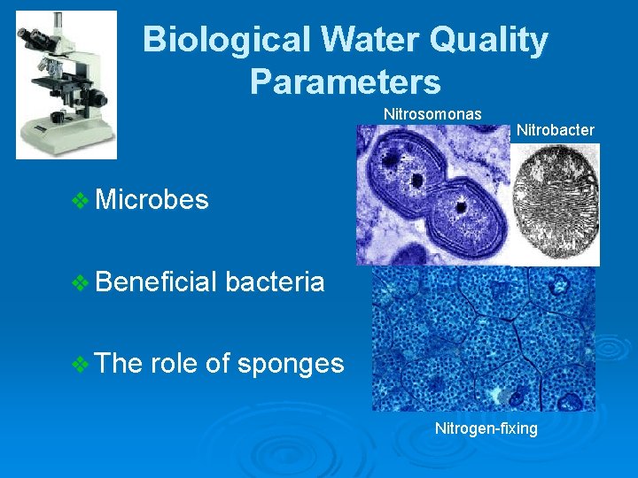 Biological Water Quality Parameters Nitrosomonas Nitrobacter v Microbes v Beneficial bacteria v The role