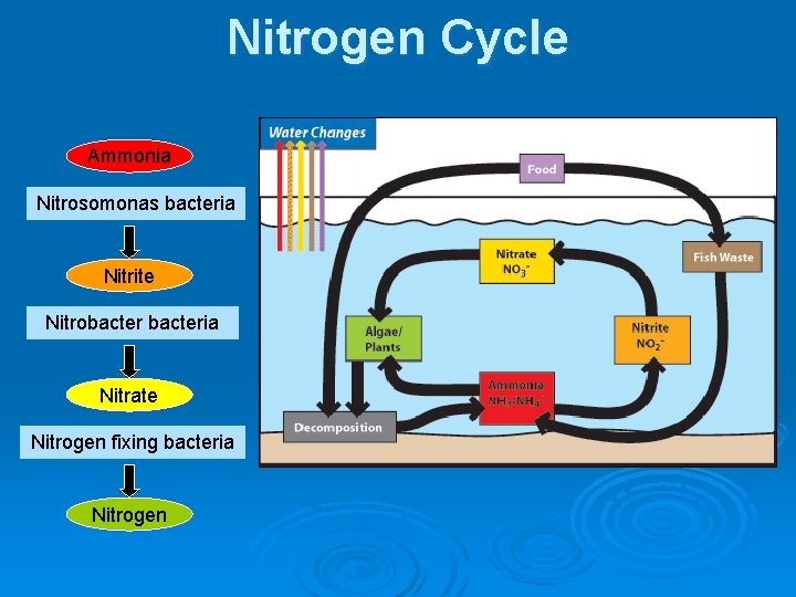 Nitrogen Cycle Ammonia Nitrosomonas bacteria Nitrite Nitrobacteria Nitrate Nitrogen fixing bacteria Nitrogen 