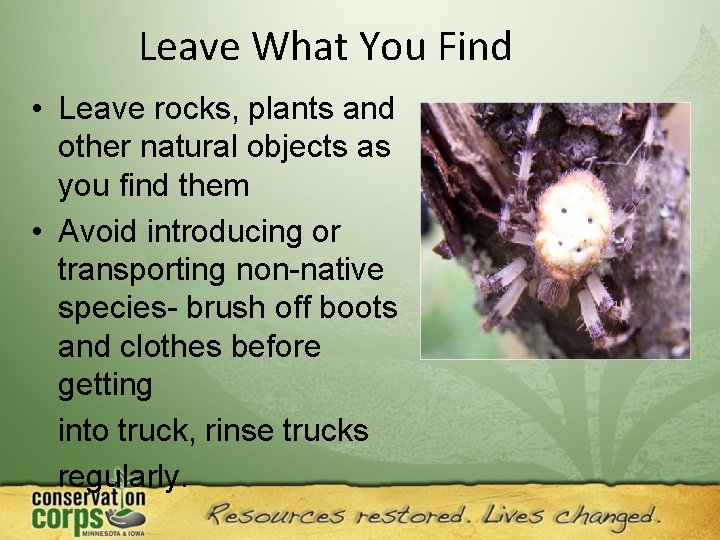 Leave What You Find • Leave rocks, plants and other natural objects as you