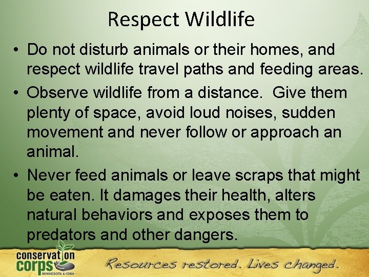 Respect Wildlife • Do not disturb animals or their homes, and respect wildlife travel