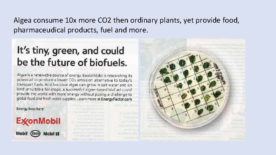 Algea consume 10 x more CO 2 then ordinary plants, yet provide food, pharmaceudical