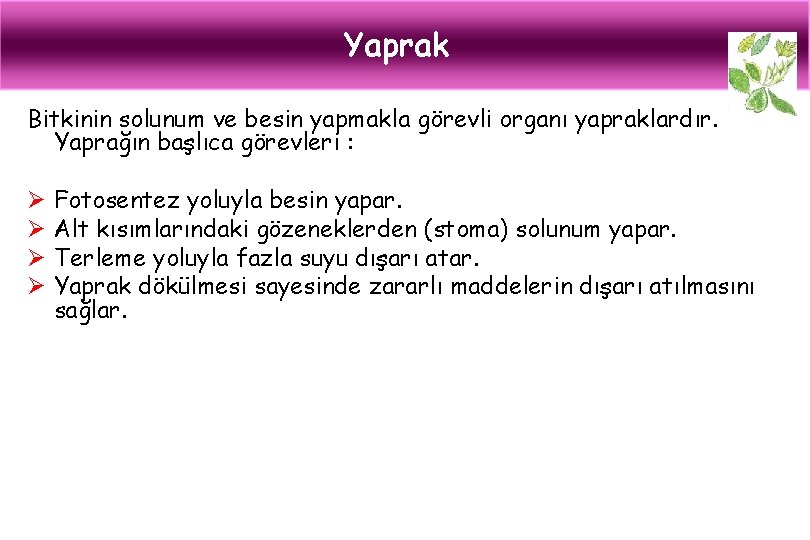 Yaprak Bitkinin solunum ve besin yapmakla görevli organı yapraklardır. Yaprağın başlıca görevleri : Ø