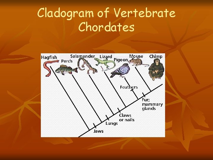 Cladogram of Vertebrate Chordates Cladogram of Vertebrate Chordates