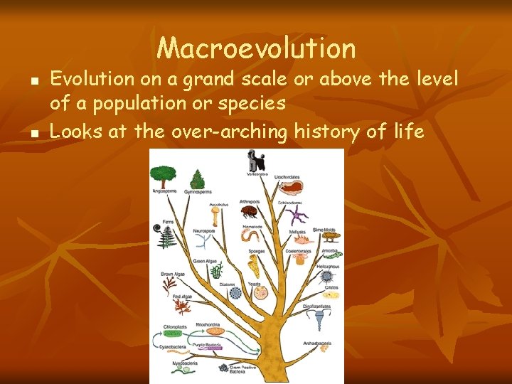 Macroevolution n n Evolution on a grand scale or above the level of a Macroevolution n n Evolution on a grand scale or above the level of a