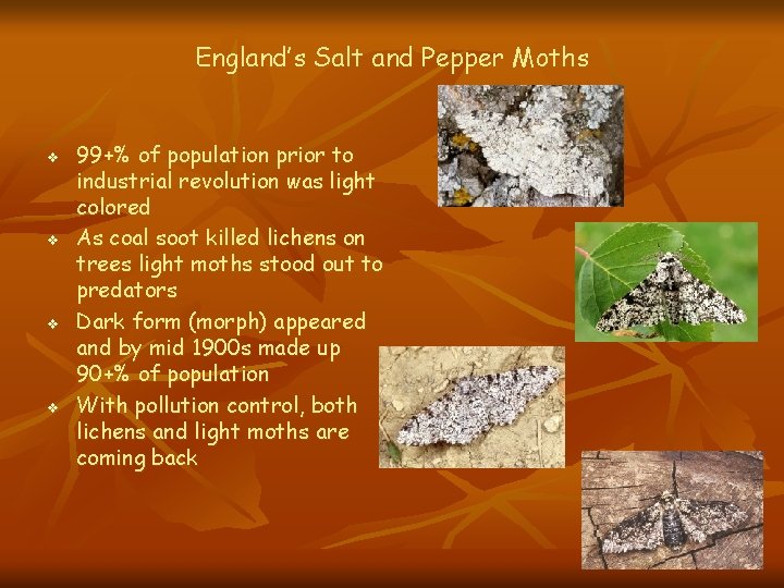 England’s Salt and Pepper Moths v v 99+% of population prior to industrial revolution England’s Salt and Pepper Moths v v 99+% of population prior to industrial revolution