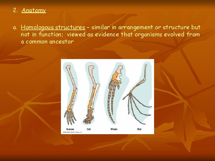 2. Anatomy a. Homologous structures – similar in arrangement or structure but not in 2. Anatomy a. Homologous structures – similar in arrangement or structure but not in