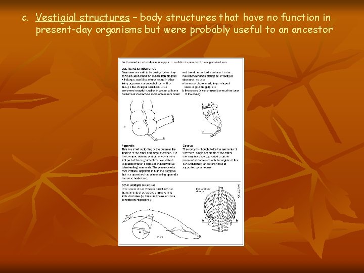 c. Vestigial structures – body structures that have no function in present-day organisms but c. Vestigial structures – body structures that have no function in present-day organisms but
