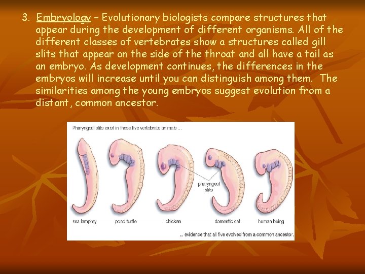 3. Embryology – Evolutionary biologists compare structures that appear during the development of different 3. Embryology – Evolutionary biologists compare structures that appear during the development of different